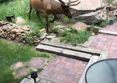 Riverside Retreat Cabin Elk Visitor